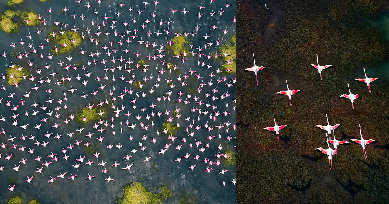 Photos of the Annual Flamingos Festival at Pulicat Lake in India