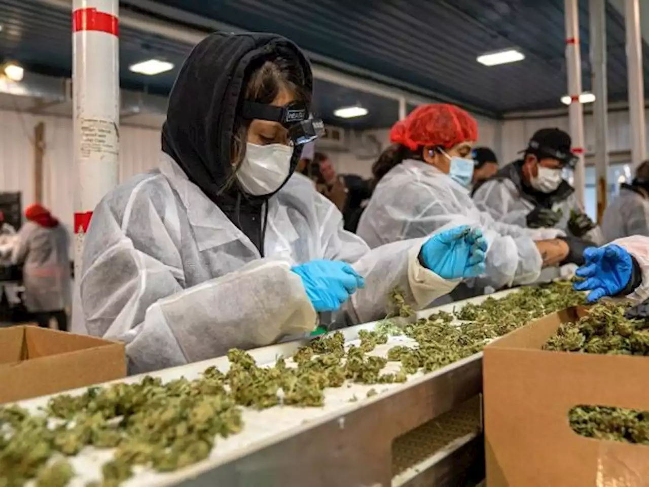 Primera cosecha de marihuana de Nueva York está lista para ser vendida