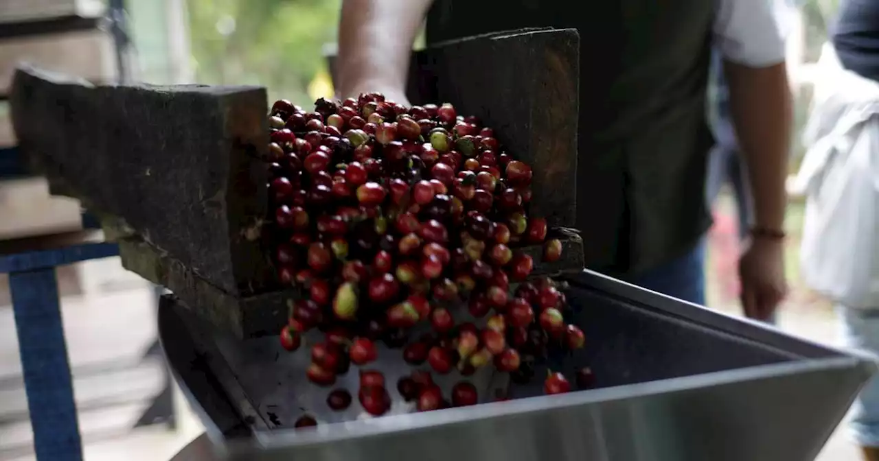 Reacomodando fichas: Petro pidió renuncia de presidente de Federación Nacional de Cafeteros, ¿qué se viene?