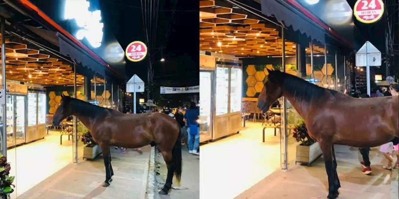 Caballo se volvió el mejor cliente de una panadería: llega todos los días a pedir su pan - Pulzo