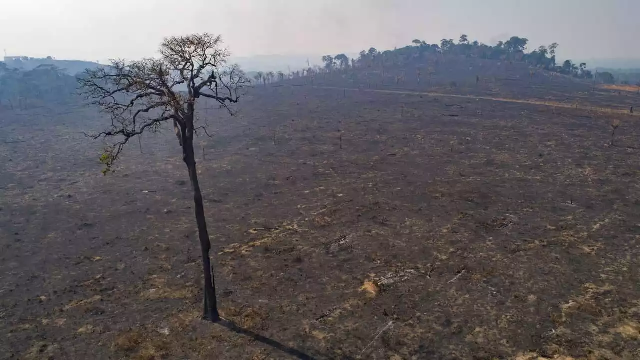 The Amazon has lost an 'irreversible' amount of vegetation, roughly the size of NT, in 36 years
