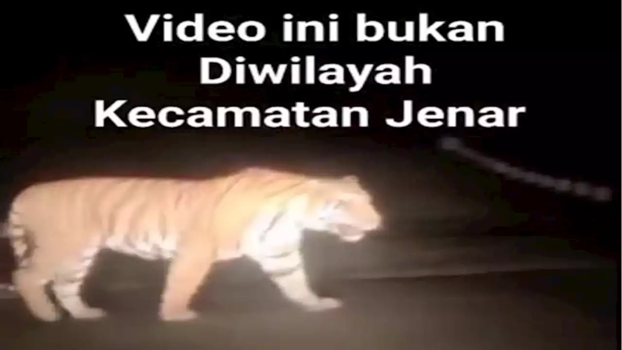 Beredar Video Macan Lintasi Jalan, Kapolsek: Bukan di Jenar, Sragen!