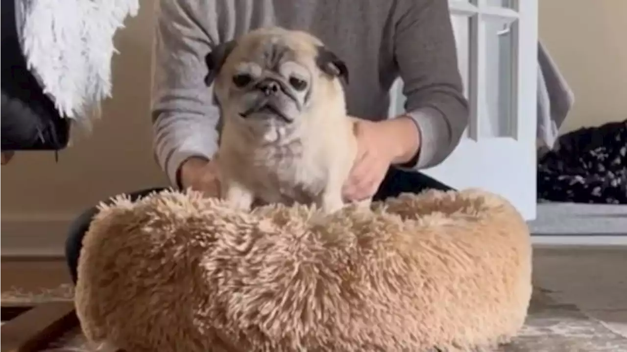 TikTok Star Noodle the Pug Dead at 14