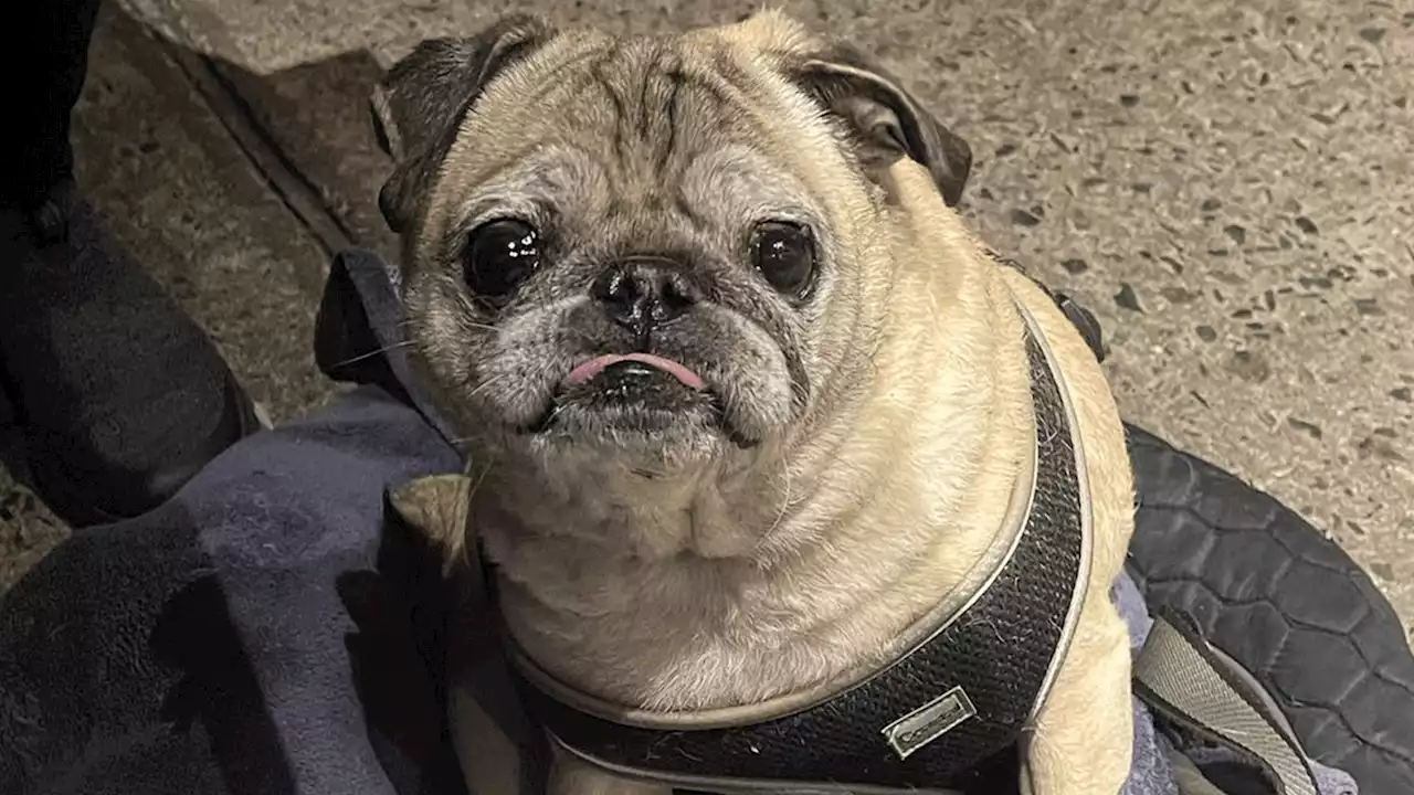 TikTok Famous Pug, Noodle, Dies at 14