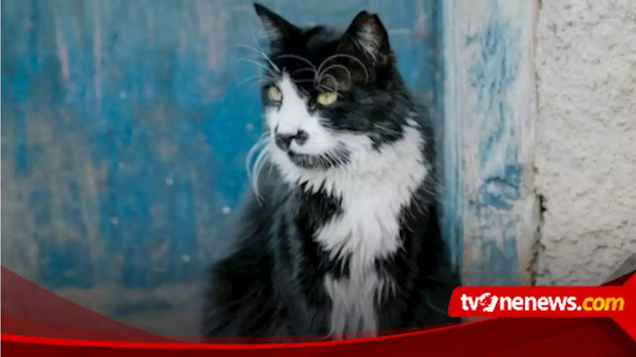 Pemilik Anabul Harus Tahu, Lakukan 5 Hal Ini untuk Membuat Umur Kucing Peliharaan Anda Lebih Panjang