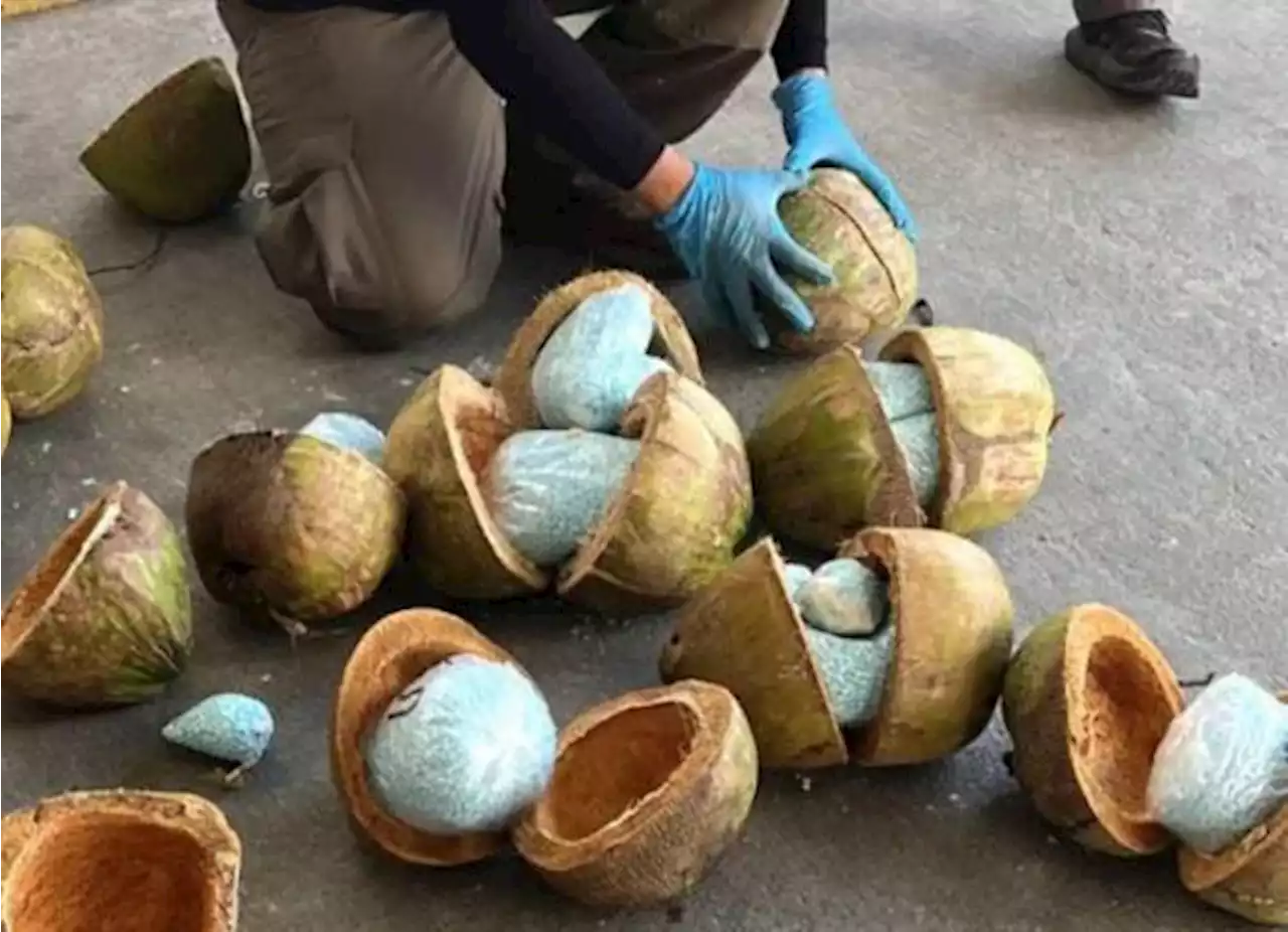 Decomisan 300 kilos de fentanilo ocultos en cocos, en frontera de México-EU