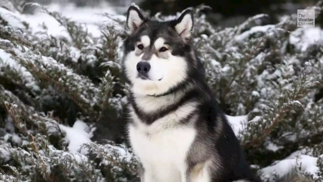 7 Dog Breeds That Love Cold Weather - Videos from The Weather Channel