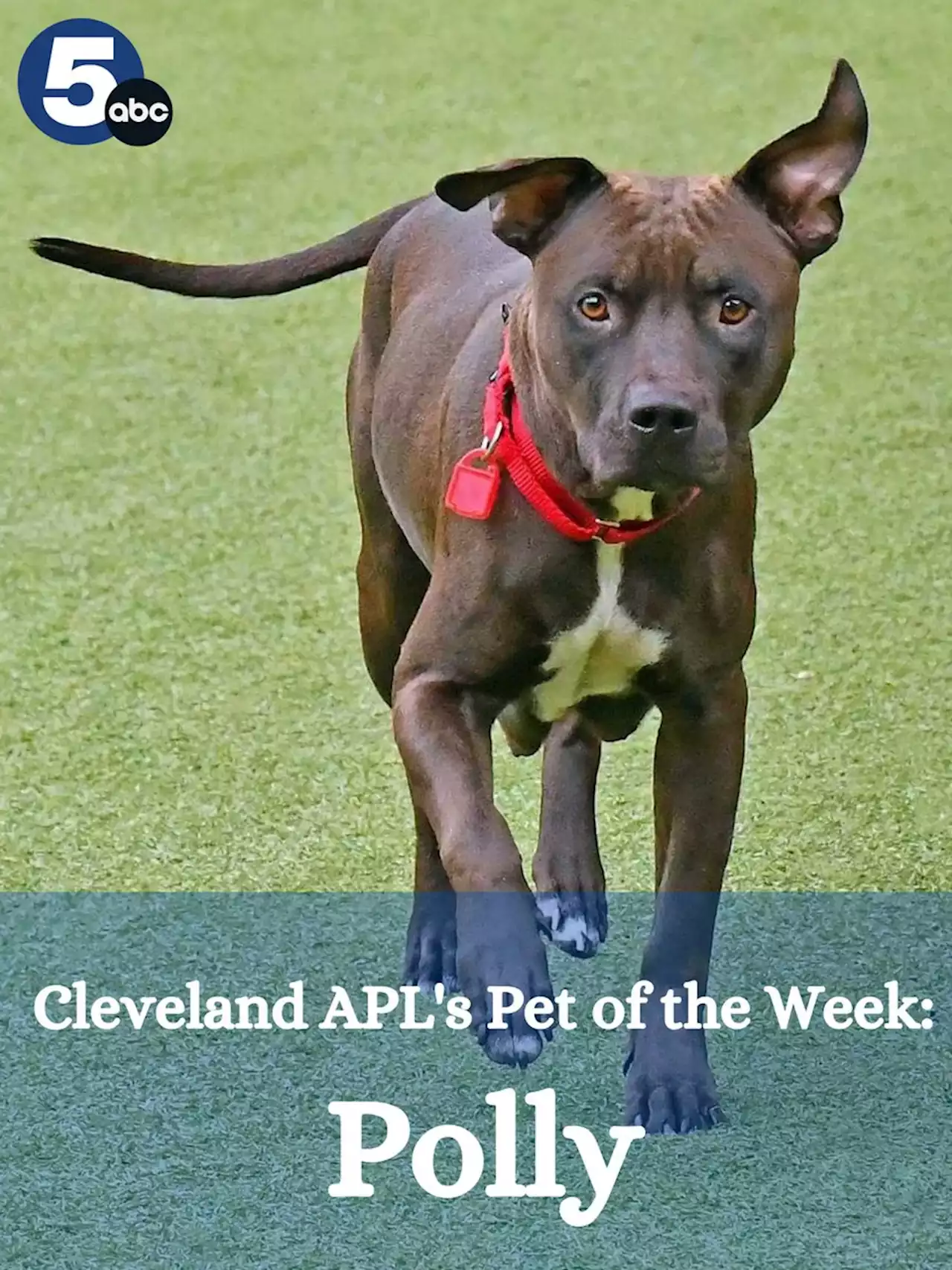 Polly is Cleveland Animal Protective League's Pet of the Week