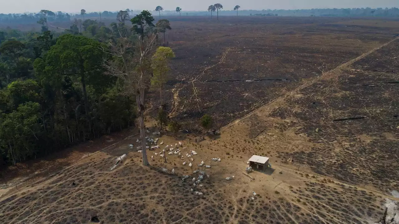 Amazon loses 10% of its vegetation in nearly four decades