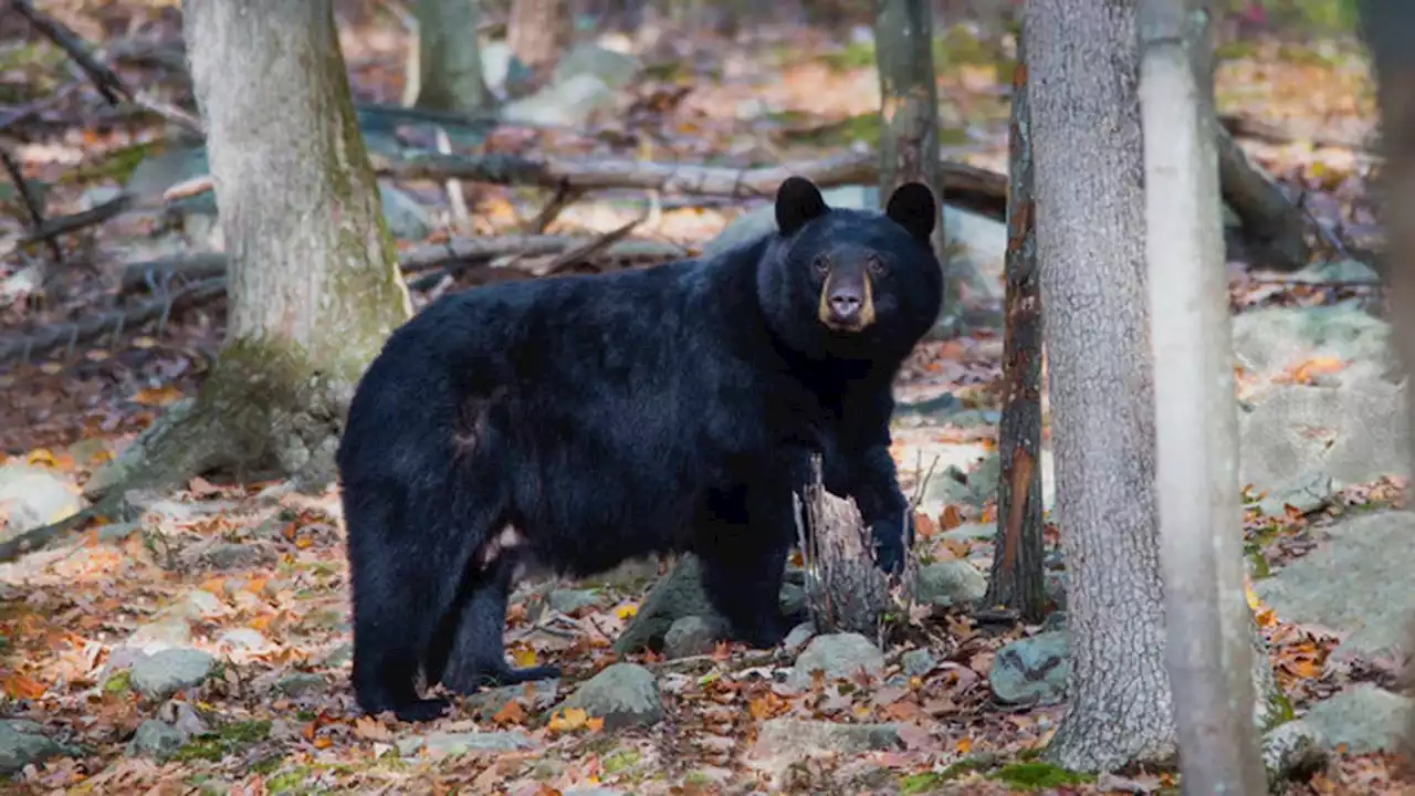 Animal protection groups file emergency court challenge to stop black bear hunt in New Jersey