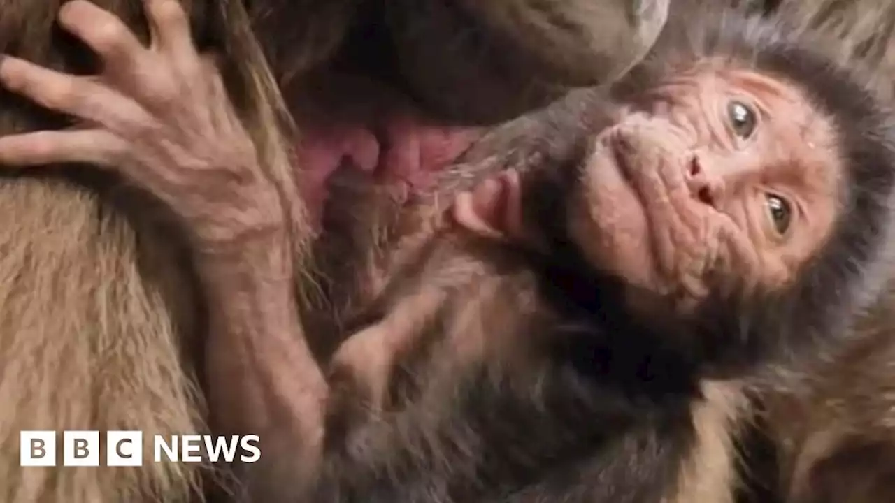 Yorkshire Wildlife Park: Baby monkey is warming hearts - rangers