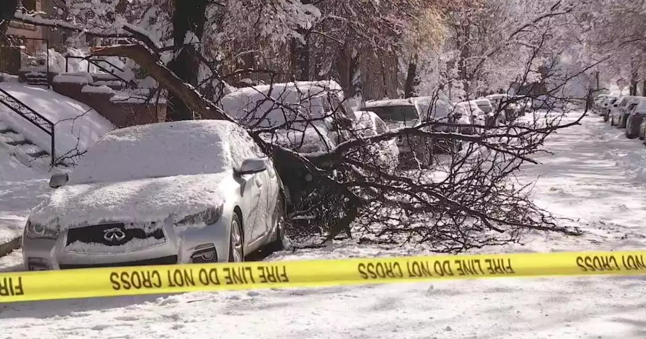 Denver receives more than 140 reports of downed trees, limbs after heavy snowfall