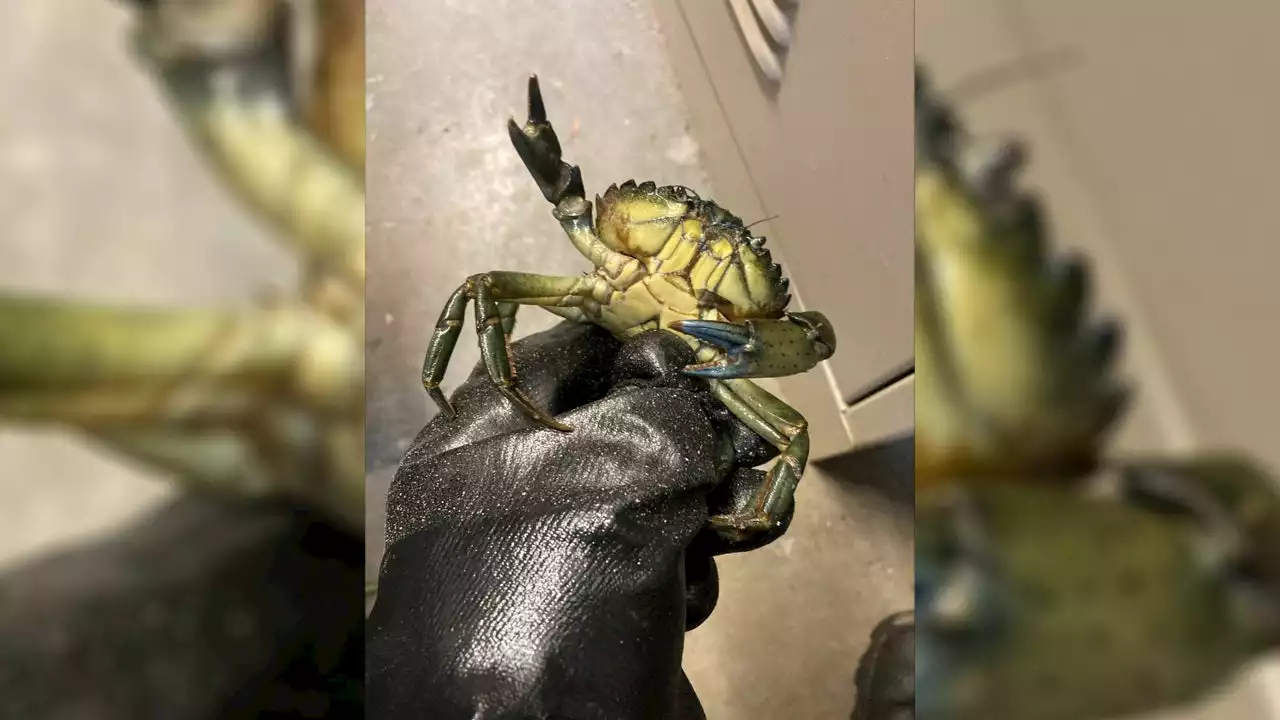 WDFW: 30 pounds of invasive green crab confiscated from Seattle seafood market