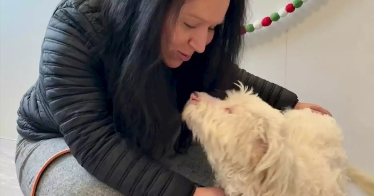 Blind, deaf B.C. dog that fell off ravine in Cariboo finds new home, love in Okanagan | Globalnews.ca