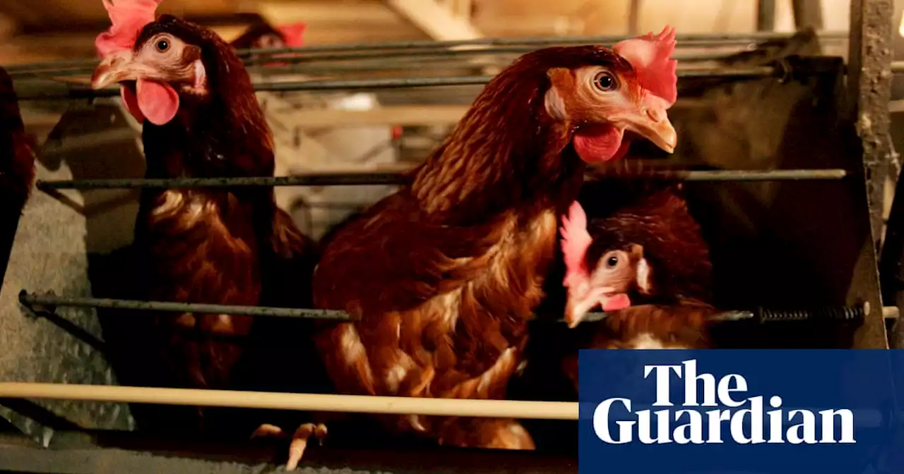 New Zealand bans battery cages for hens – but replacement ‘just as bad’