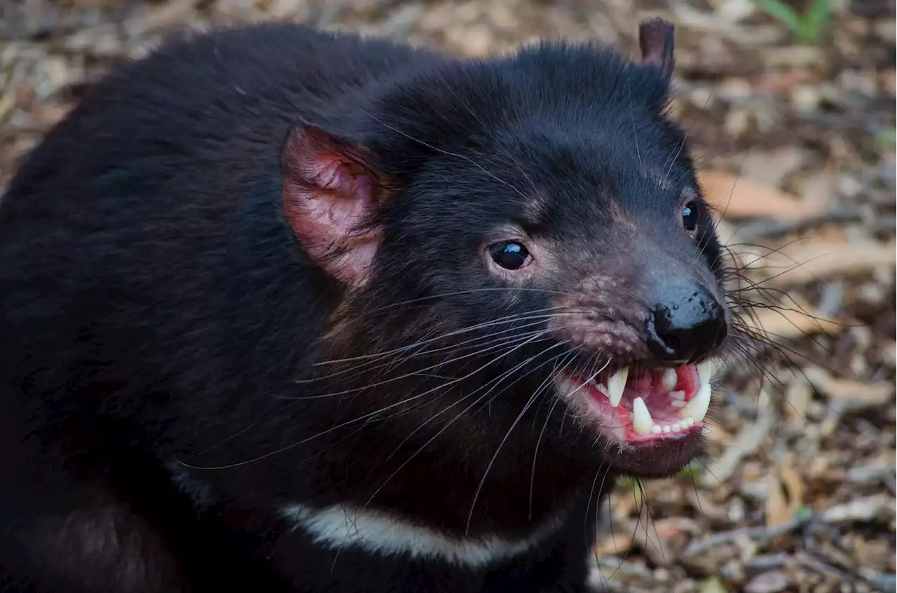 Woman Left Shocked After Mistaking Tasmanian Devil For Dog Toy In Her Home