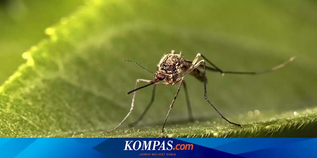 Cara Mengusir Nyamuk di Pot Tanaman Teras Rumah