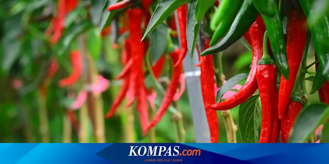 Penyebab dan Cara Mengatasi Penyakit Daun Keriting pada Tanaman Cabai