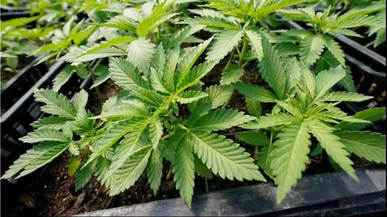 Apotek Pertama yang Jual Ganja untuk Rekreasi Dibuka di New York, Antrean Pembeli Mengular