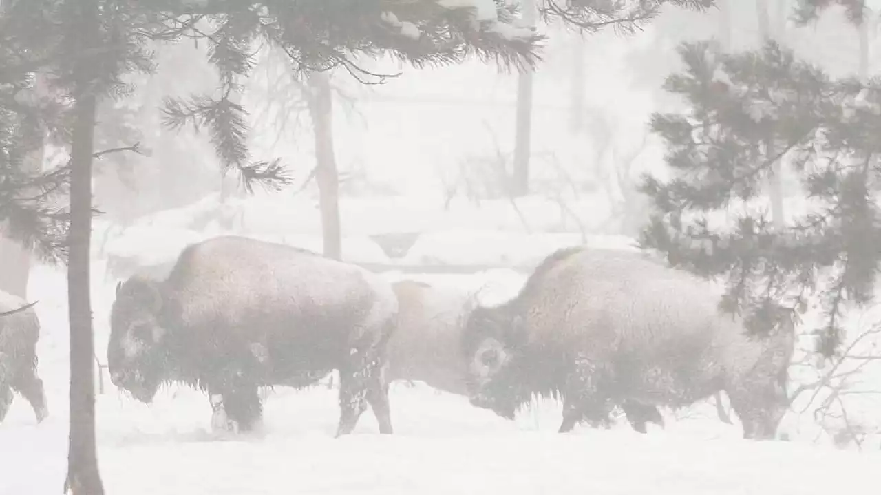 13 bison die, struck by vehicles north of West Yellowstone