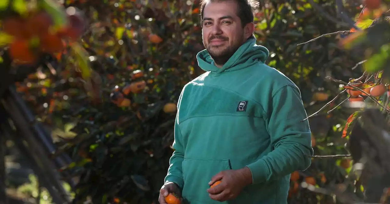 How Sunset Cultures is turning 'ugly' fruit into beautiful kombucha — and helping farmers