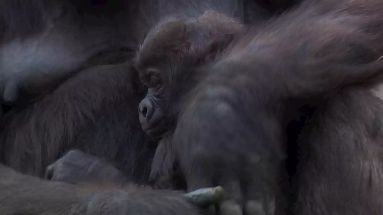 Bond Between Mother and Son Gorillas on Display at Fort Worth Zoo