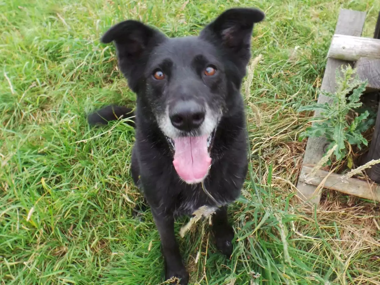 Dogs Trust Shrewsbury rehomes hundreds of dogs amid cost of living woes