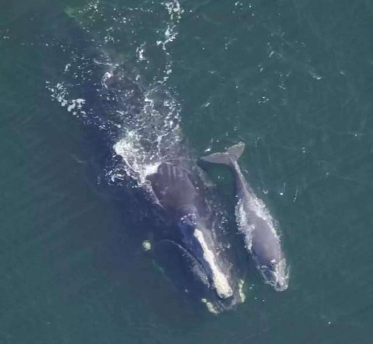 Another right whale calf spotted off the coast of Georgia, the 5th this season