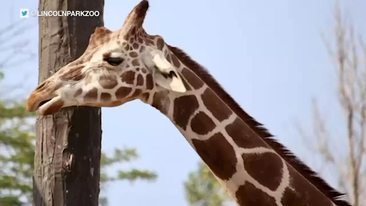 Lincoln Park Zoo's 24-year-old giraffe Etana dies