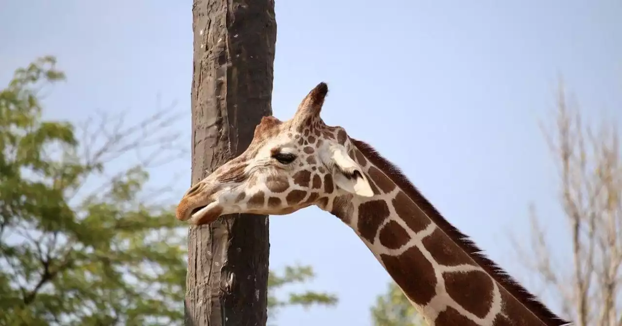 Etana the Lincoln Park Zoo giraffe dies at 24