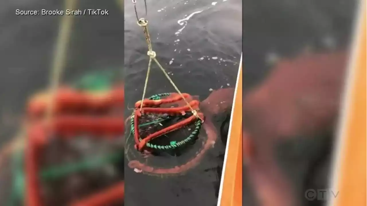 B.C. woman captures incredible video of giant Pacific octopus