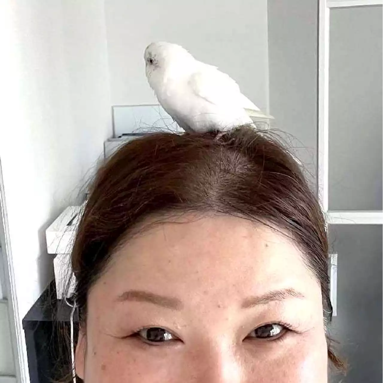 「見つかったことが希望になった」迷子インコ、戻って元気 SNS投稿から再会 - トピックス｜Infoseekニュース