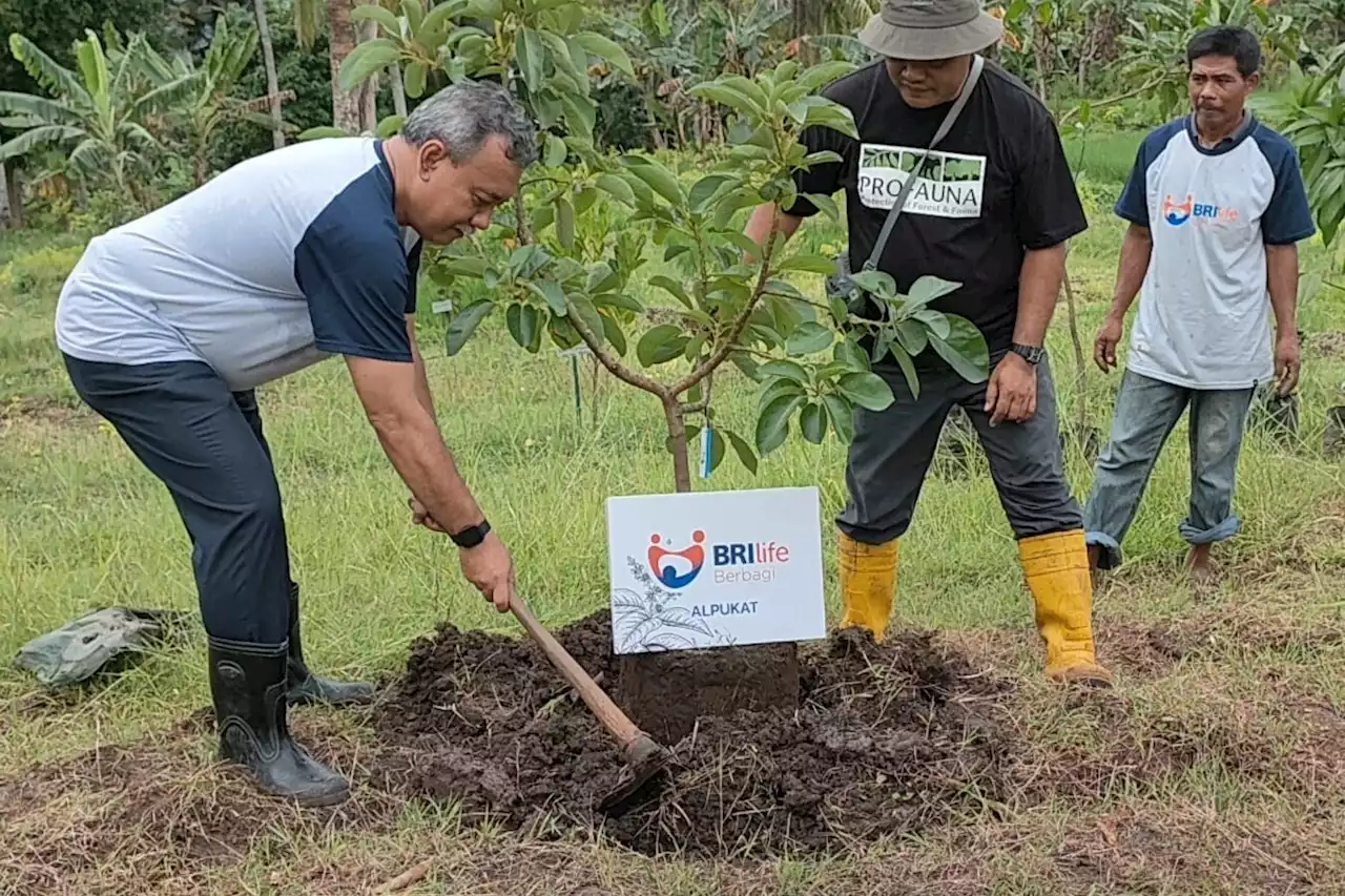 Bantu Pemulihan Hutan Desa Tambakrejo Malang, BRI Life Tanam 550 Pohon Buah