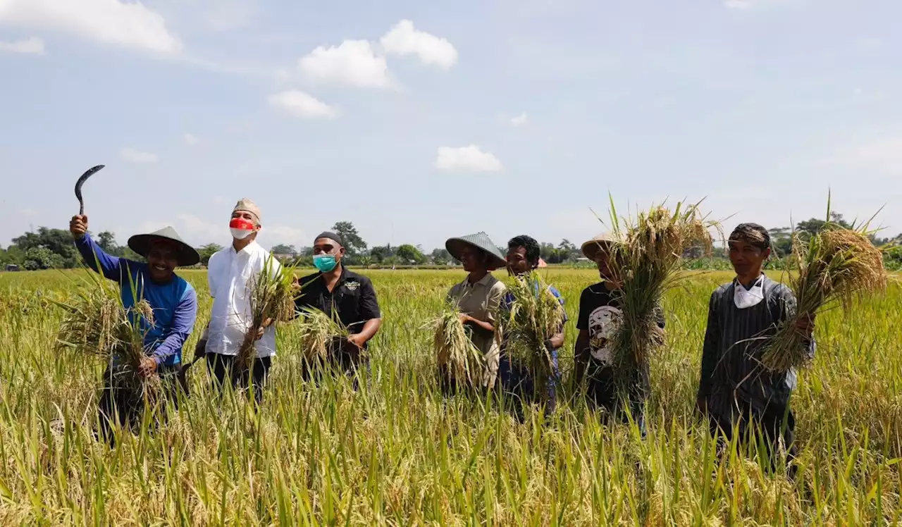 Dorong Beras Premium Jateng Jadi Merek Dagang ke Seluruh Indonesia, Ganjar: Ini Mesti Disebarkan