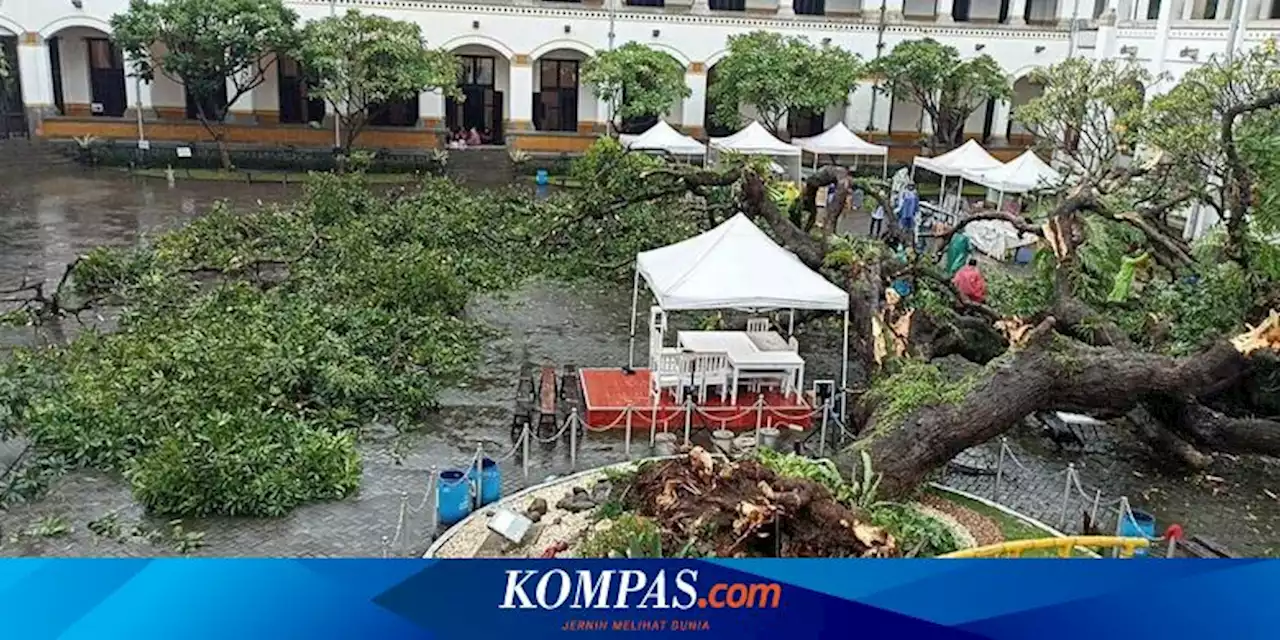 Pohon Berusia 100 Tahun di Lawang Sewu Semarang Tumbang, 1 Petugas Patah Tulang