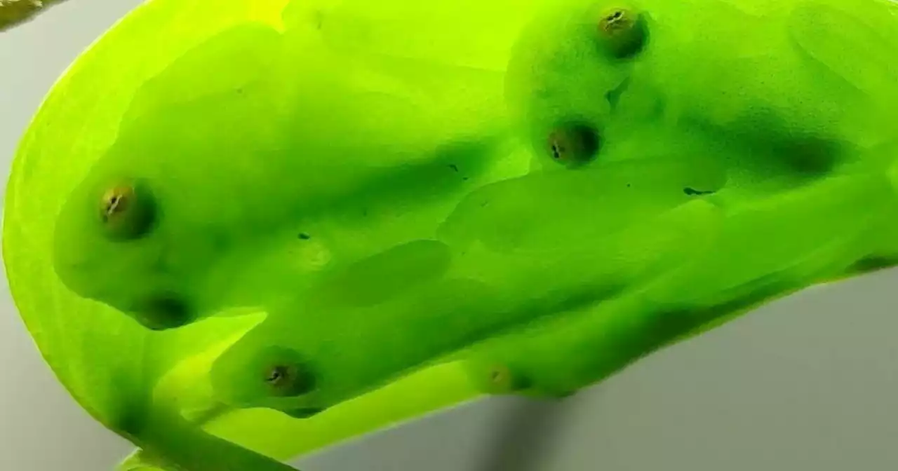 The astonishing vanishing act of the glassfrog, revealed