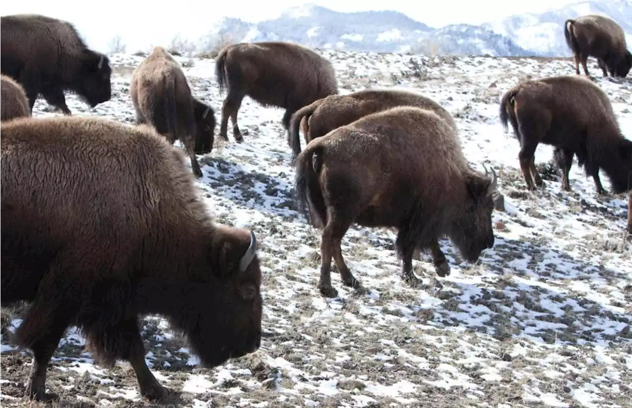 13 bison dead after truck hits herd near Yellowstone park