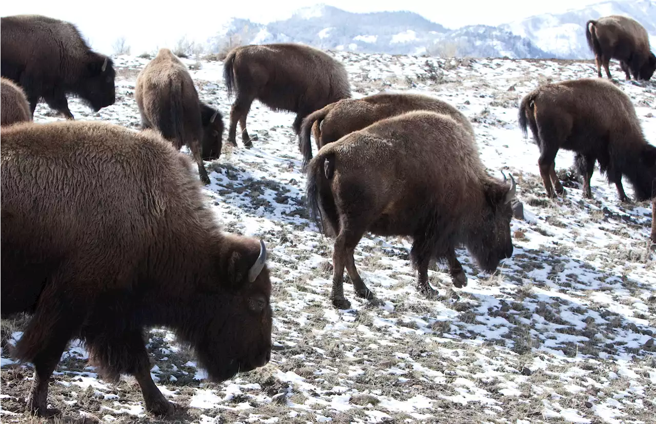 13 Bison Die After Being Struck by Truck Near Yellowstone National Park