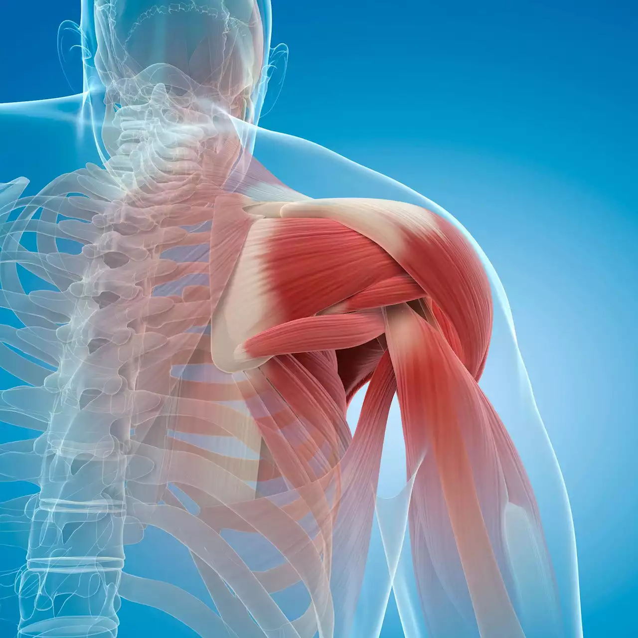 Preventing Muscle Atrophy – Harvard Scientists Have Developed an Adhesive That Makes Muscles Move