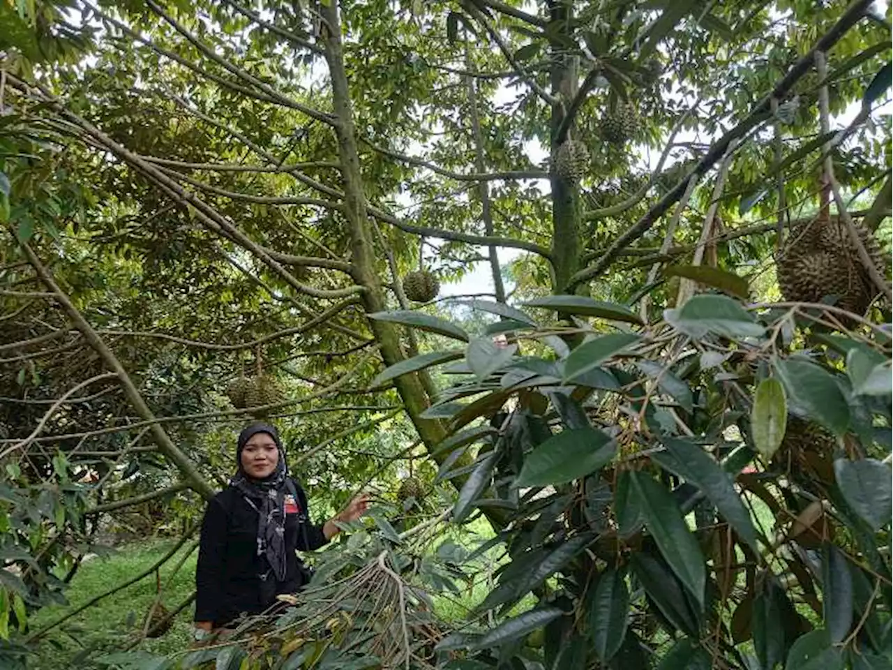 Petani Durian Asal Bendungan Sragen Ini Panen Cuan, Satu Pohon Dapat Rp30 Juta