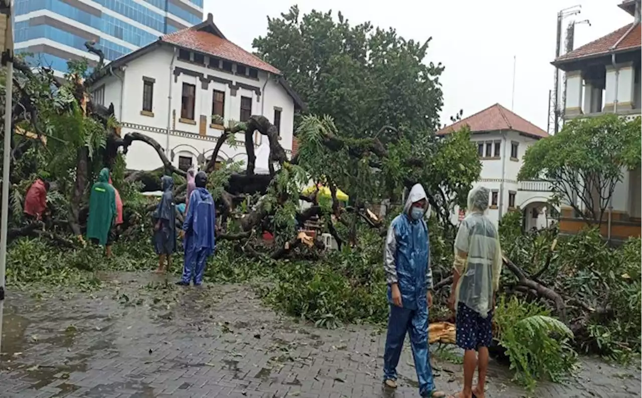 Pohon Berusia 100 Tahun di Lawang Sewu Semarang Tumbang, 2 Orang Jadi Korban