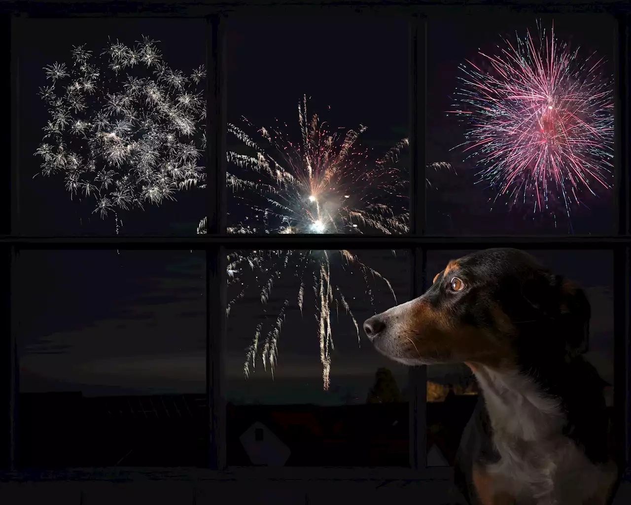 How to keep scared cats and dogs safe amid New Year's Eve fireworks