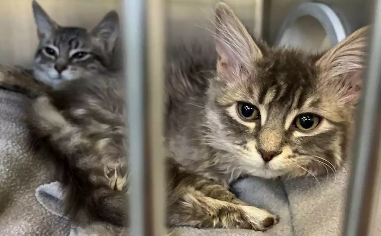 Nine kittens found in taped boxes at Vancouver construction site