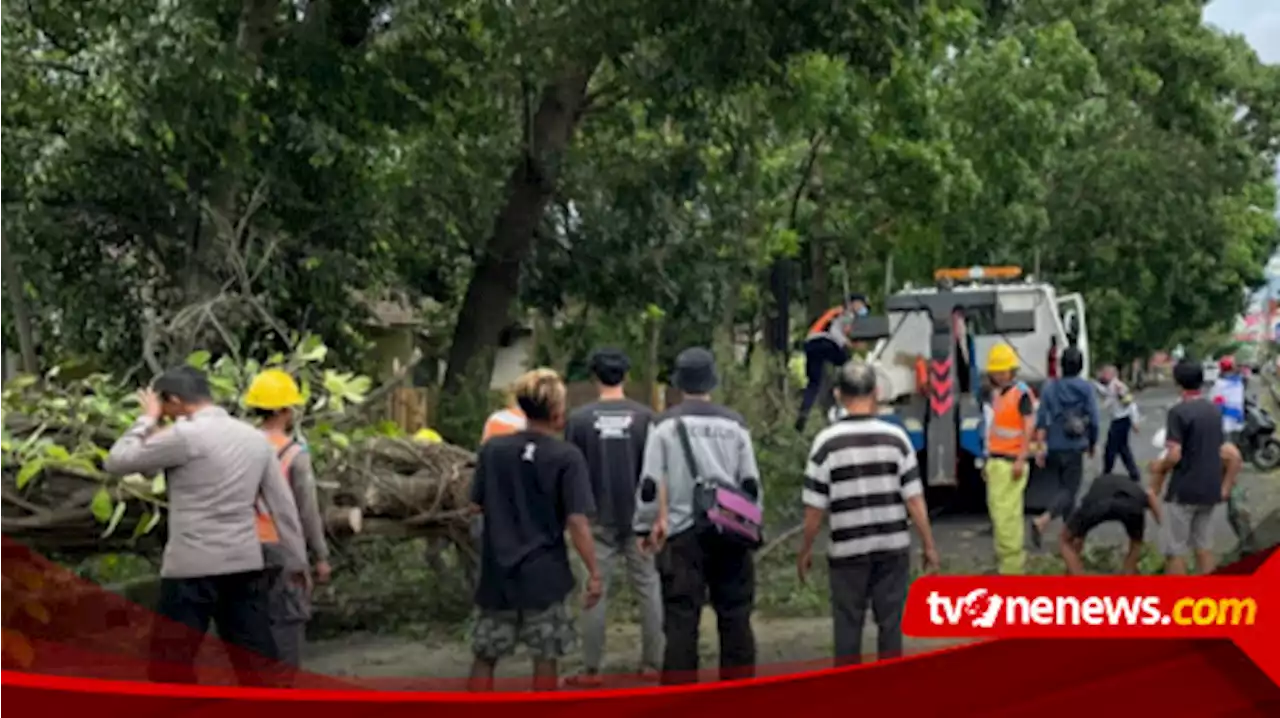 Pohon Tumbang di Singosari Tutup Akses Jalur Malang - Surabaya dan Timpa Mobil 4 Orang Luka-Luka