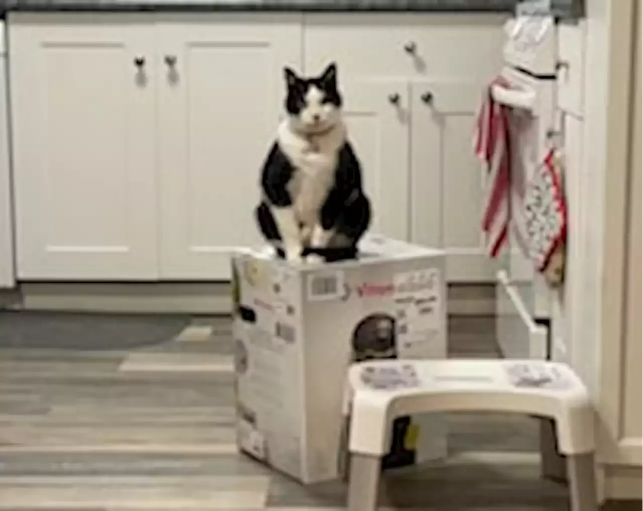 They bought a blender. Three weeks later, their cats continue to hold it hostage.