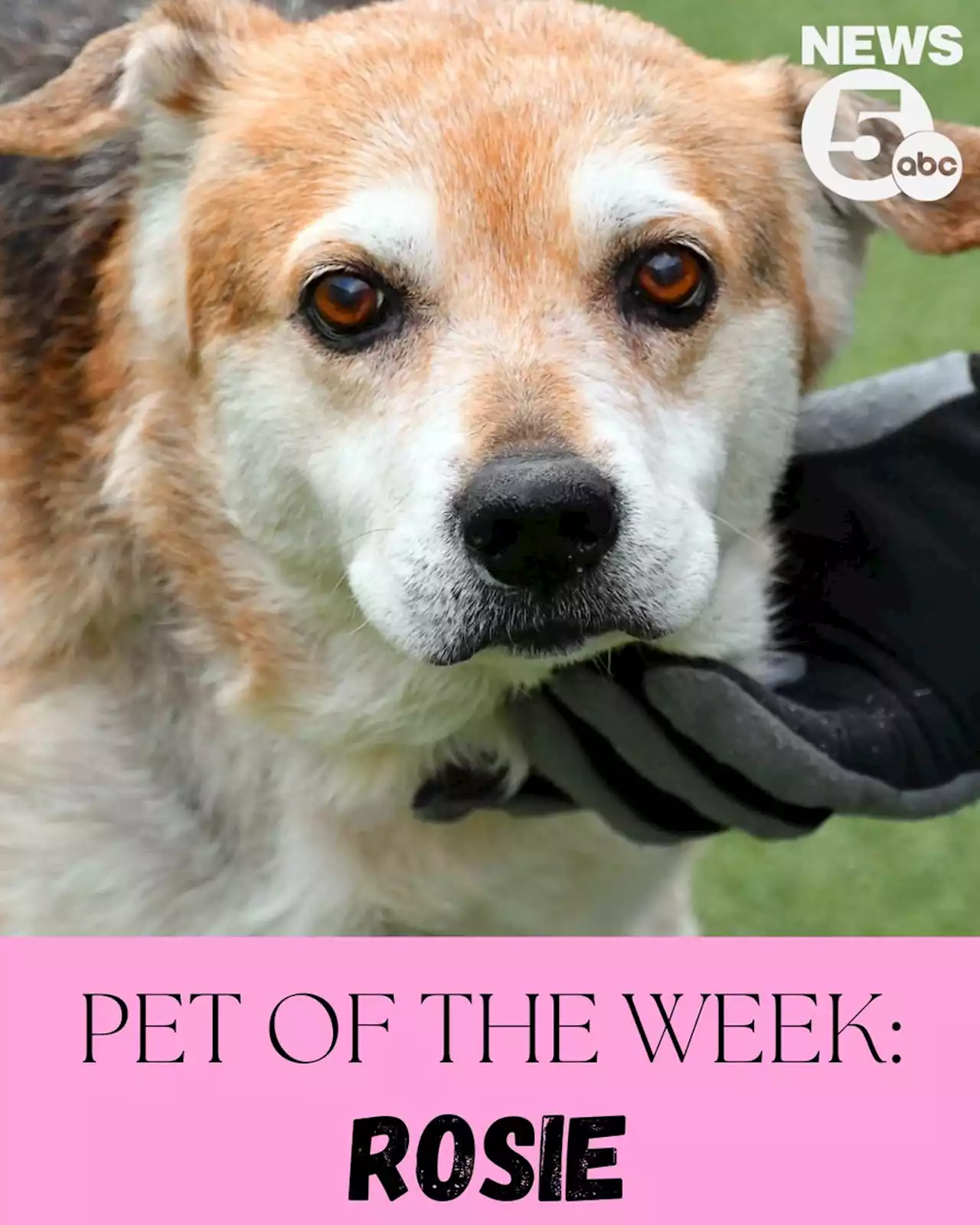 Rosie is Cleveland Animal Protective League's Pet of the Week