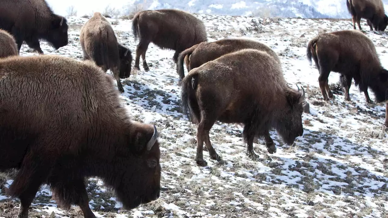 13 bison dead after truck hits herd near Yellowstone park