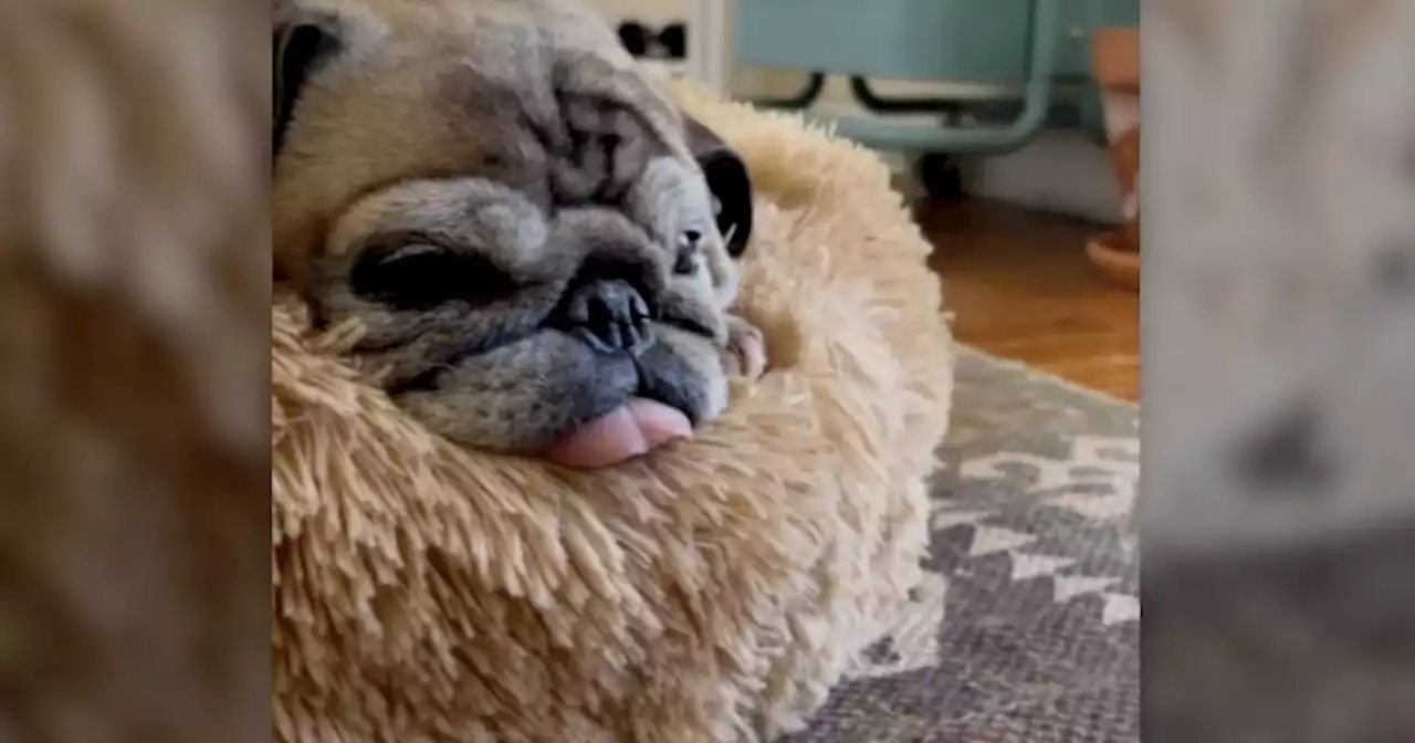 Pug who went viral on TikTok for 'no bones day' dies