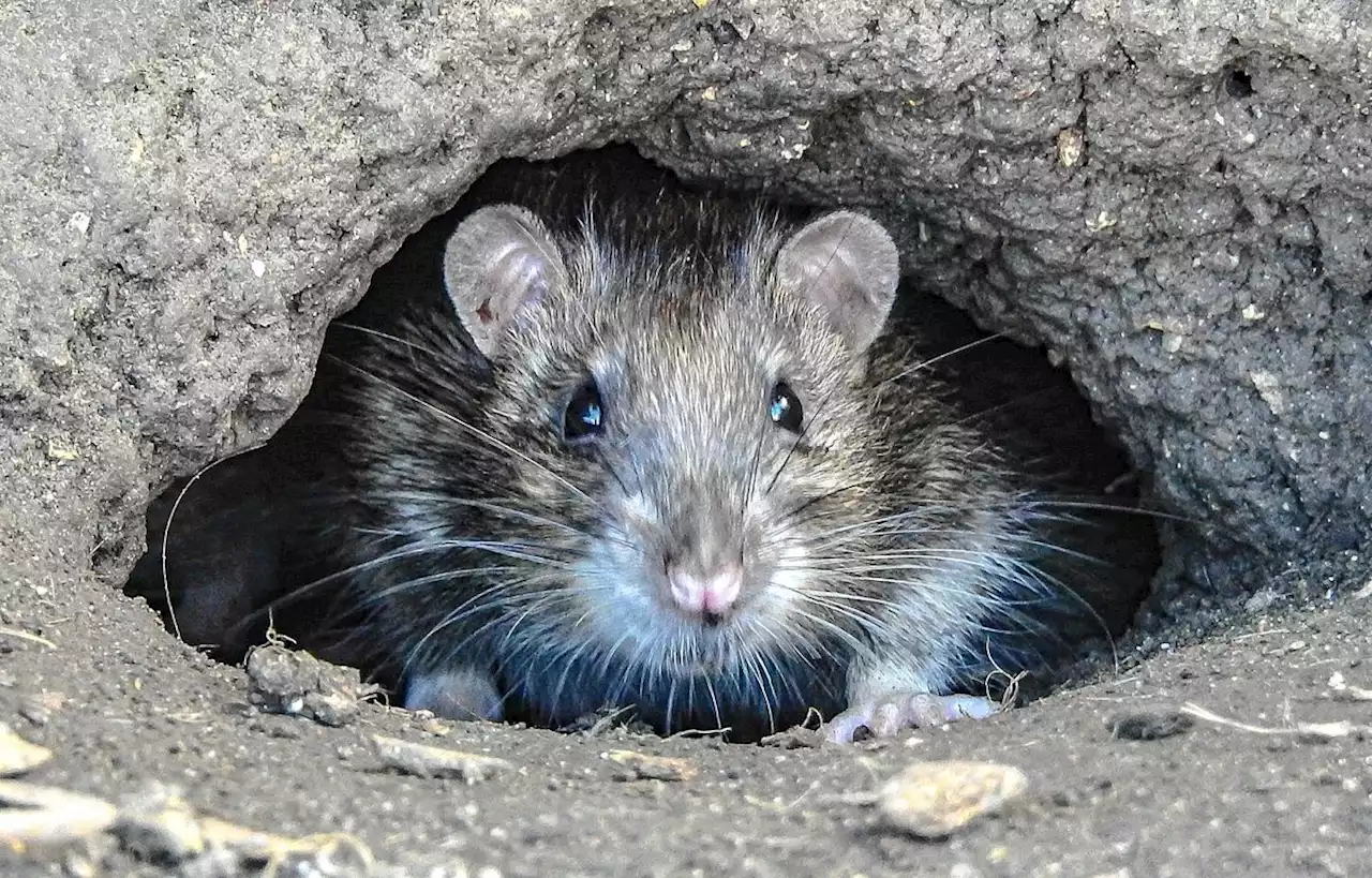 New York cherche un chef « sanguinaire » pour vaincre les rats