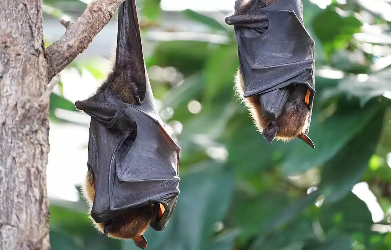 Quel est le secret des chauves-souris pour ne tomber que rarement malades ?